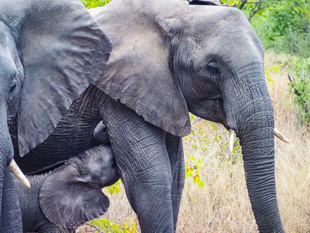 Baby elephant nursing from its mother