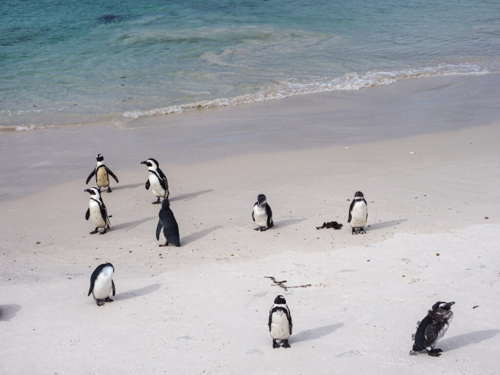 Boulders Beach Penguins along water
