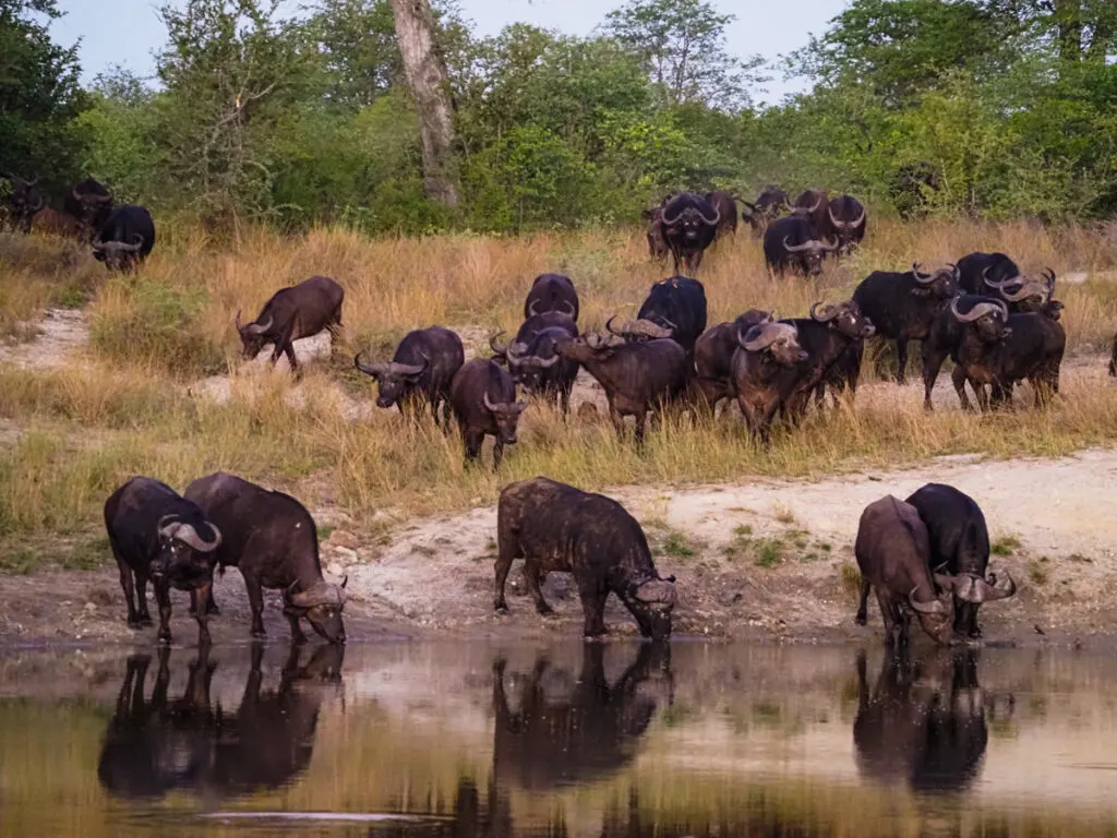 Buffalos at watering hole 2