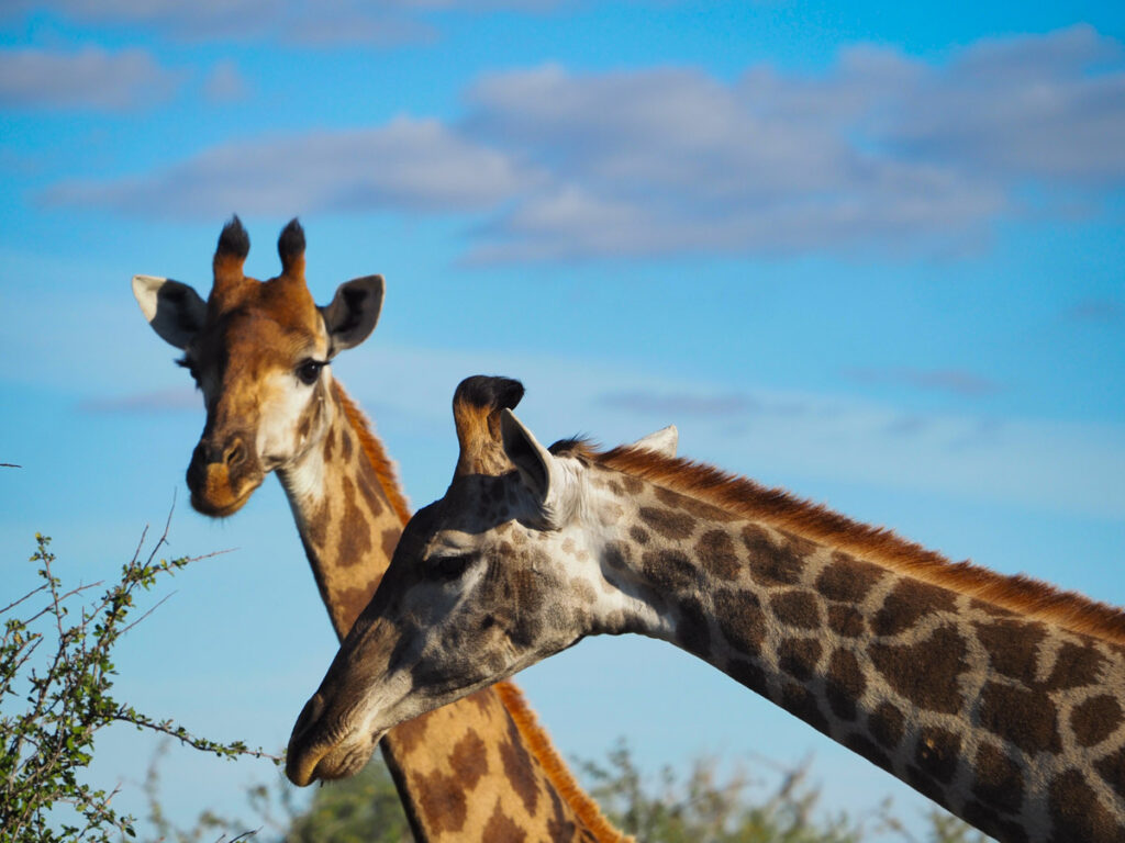 Close up 2 giraffes