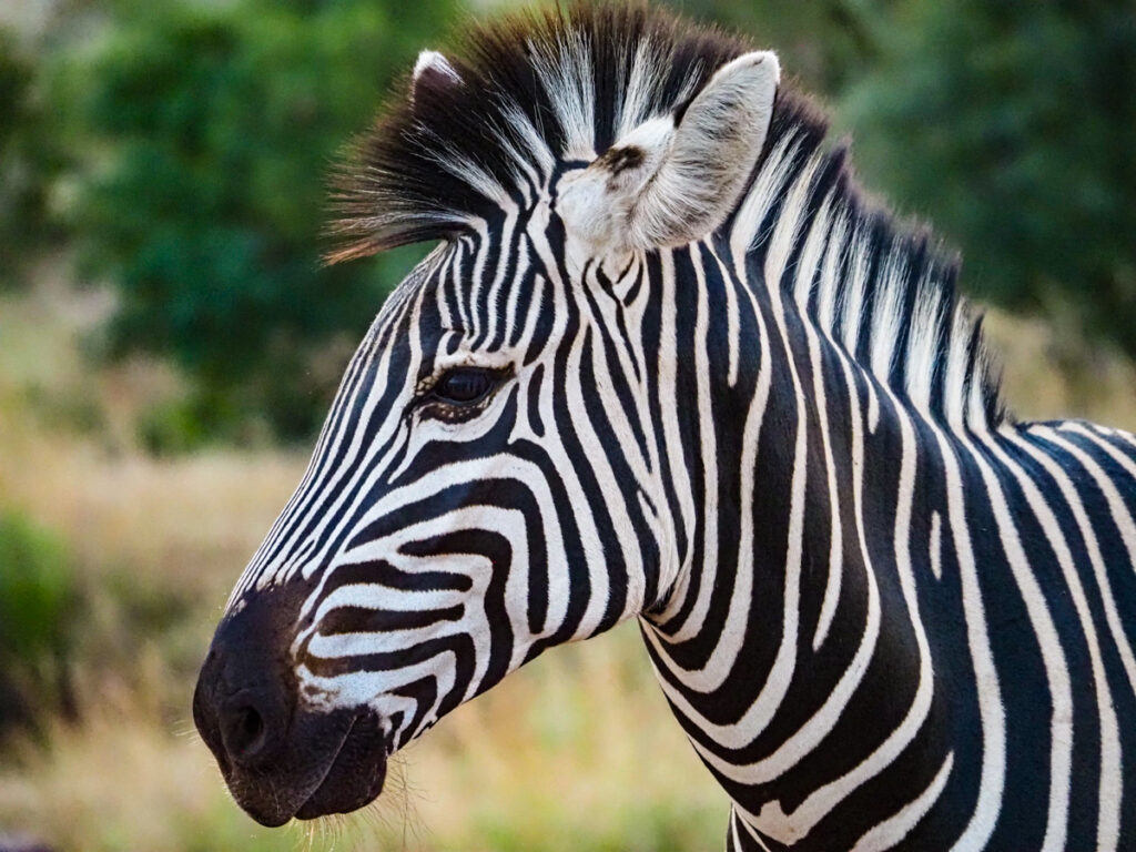 Close up Zebra