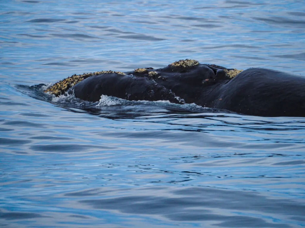Close up southern right whale 2