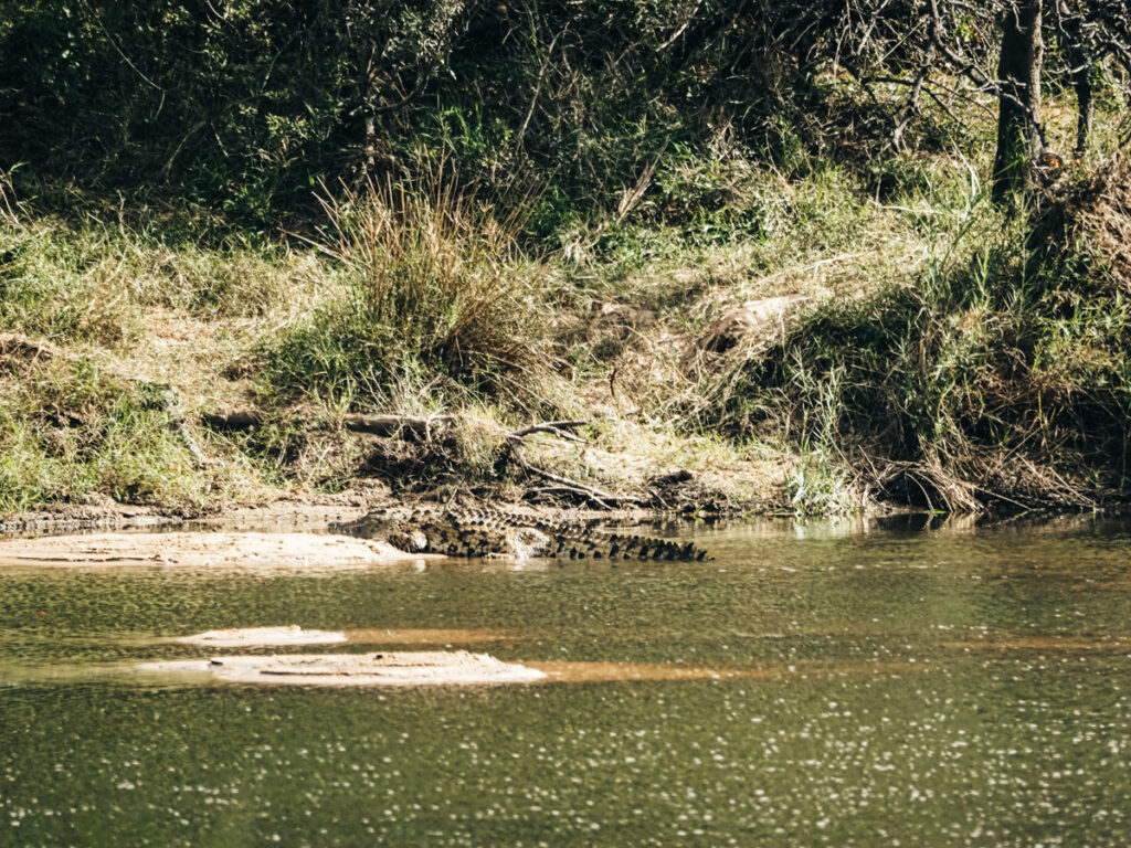 Crocodile on safari 3