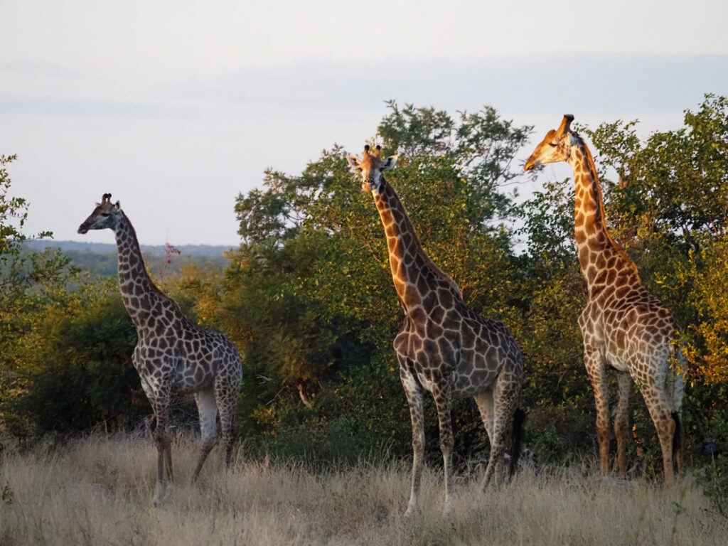 Family of giraffes