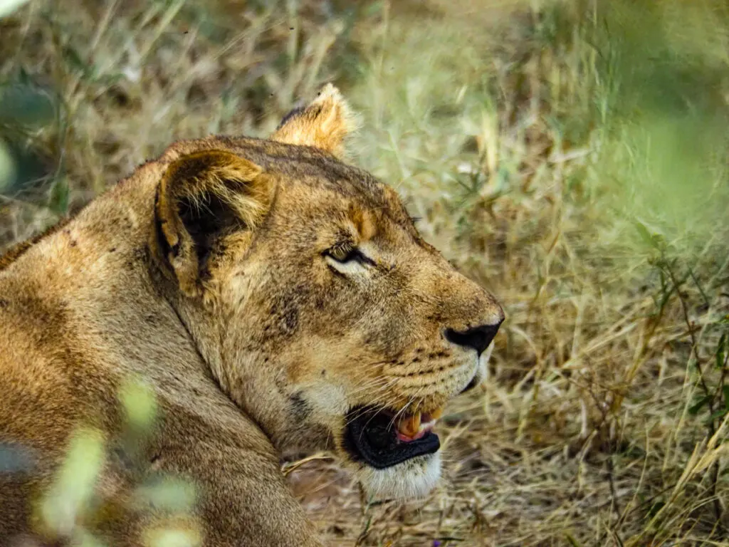 Female lion on safari