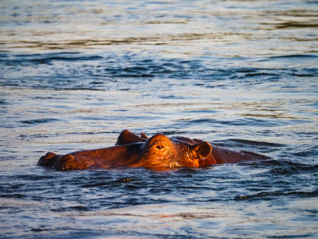Hippo in water Zimbabwe