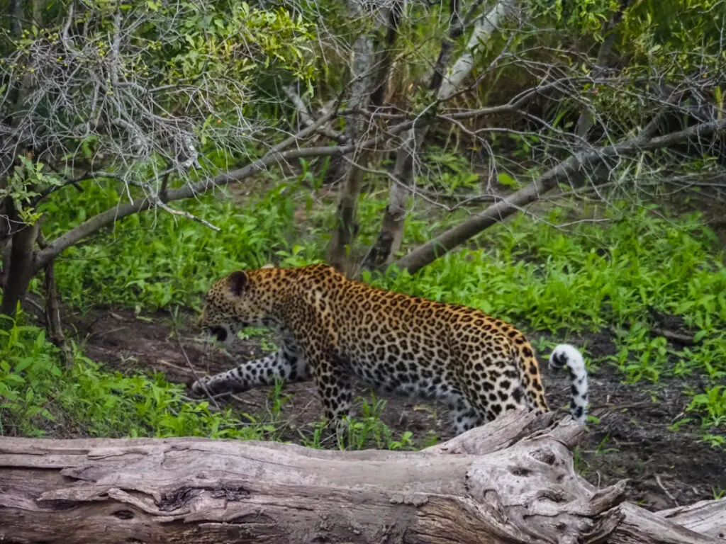 Leopard walking on safari