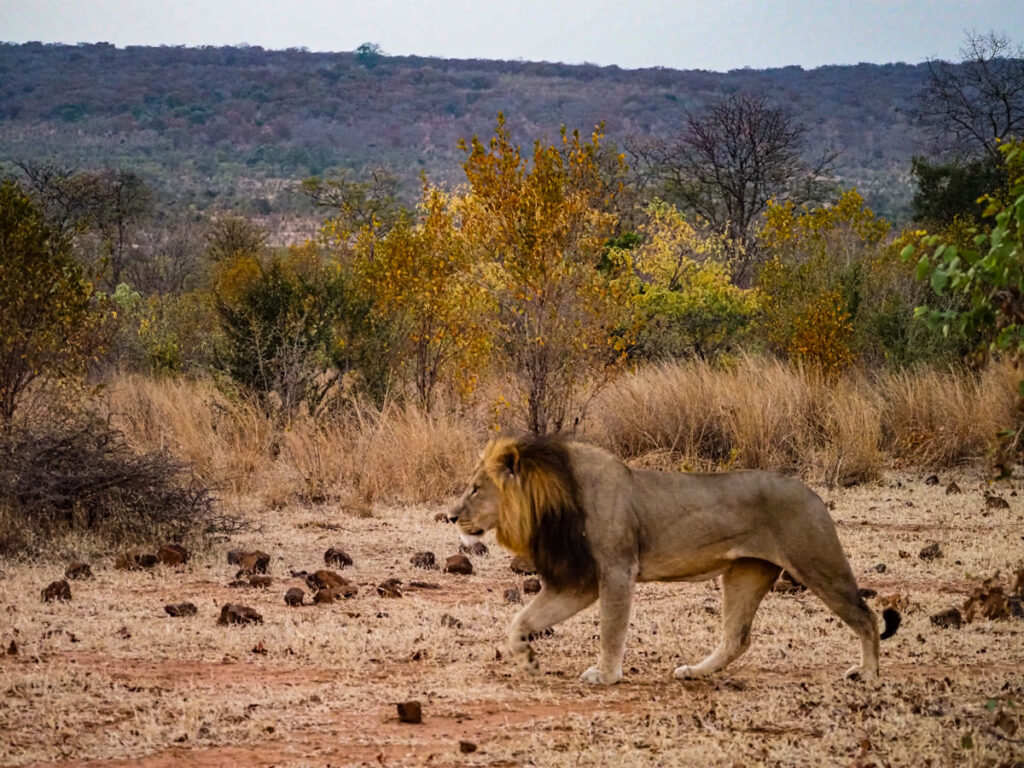 Lion walking in Zimbabwe