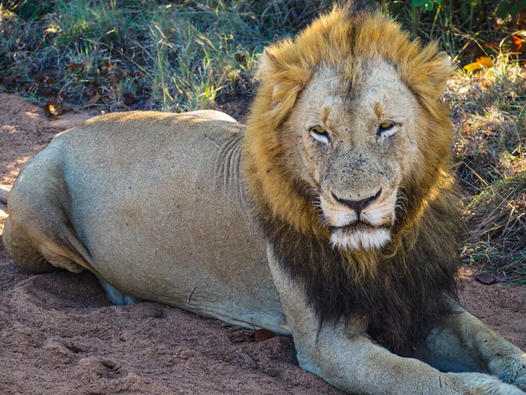 Male lion 4