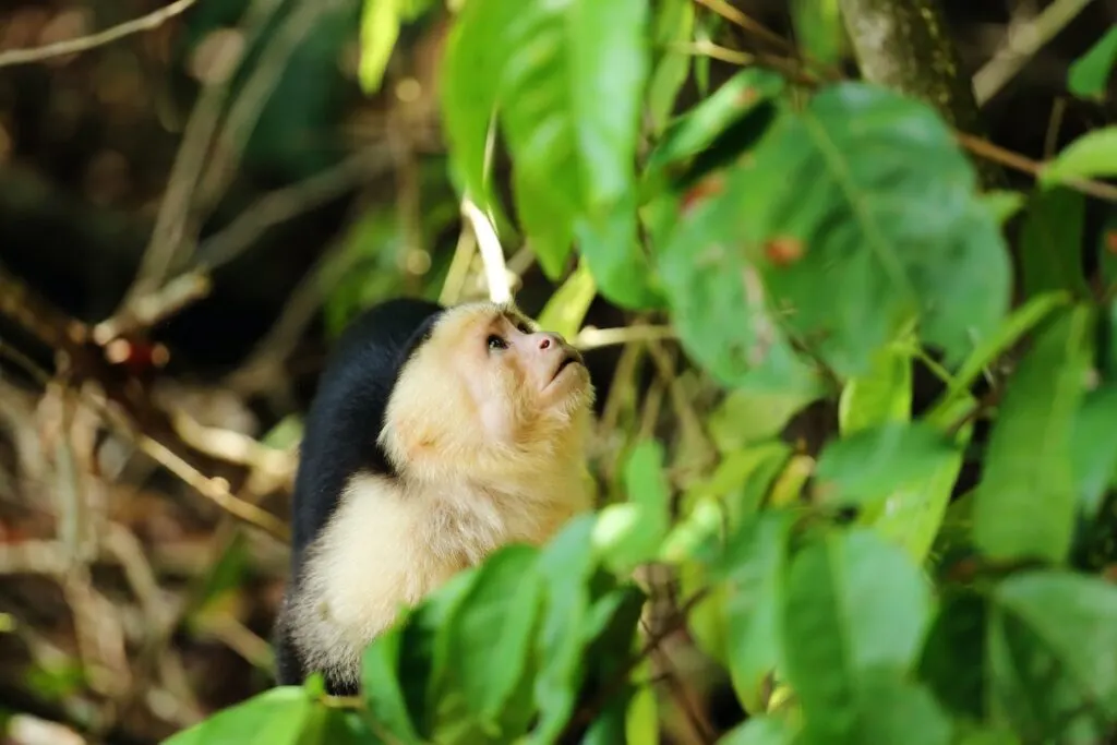 Manuel Antonio National Park