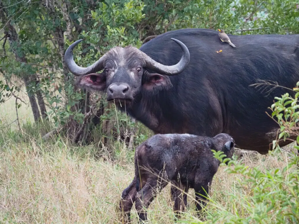 Mother and baby buffalo 2