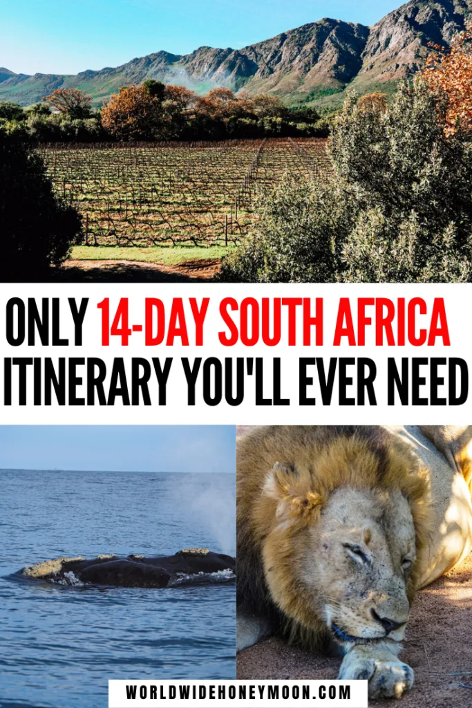 The Ultimate 2 Weeks in South Africa | South Africa Honeymoon Itinerary | South Africa Safari | South Africa Travel Inspiration | South Africa Photography | Kruger National Park South Africa | Cape Town South Africa | Johannesburg South Africa | South Africa Itinerary | South Africa 2 Week Itinerary | South Africa Itinerary | 14 Days in South Africa | Honeymoon in South Africa | Honeymoon Destinations in South Africa | South Africa Safari Honeymoon | Honeymoon Ideas in South Africa