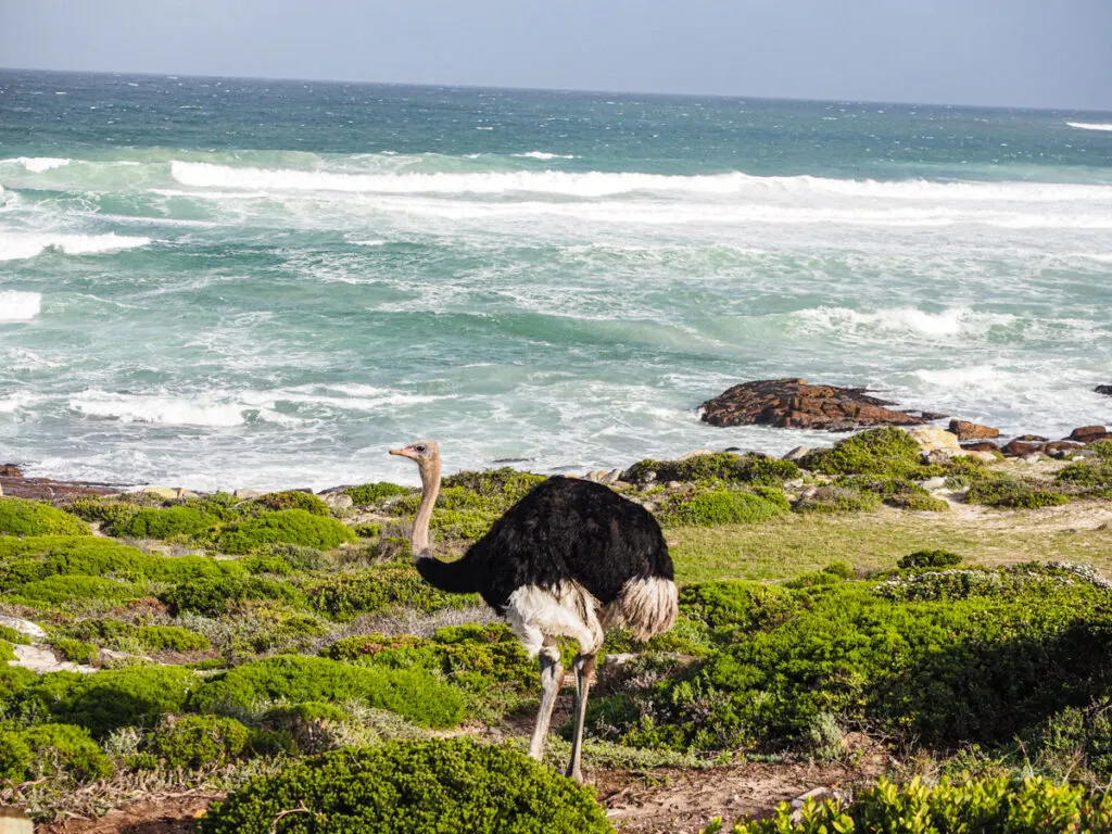 Ostrich at the Cape of Good Hope