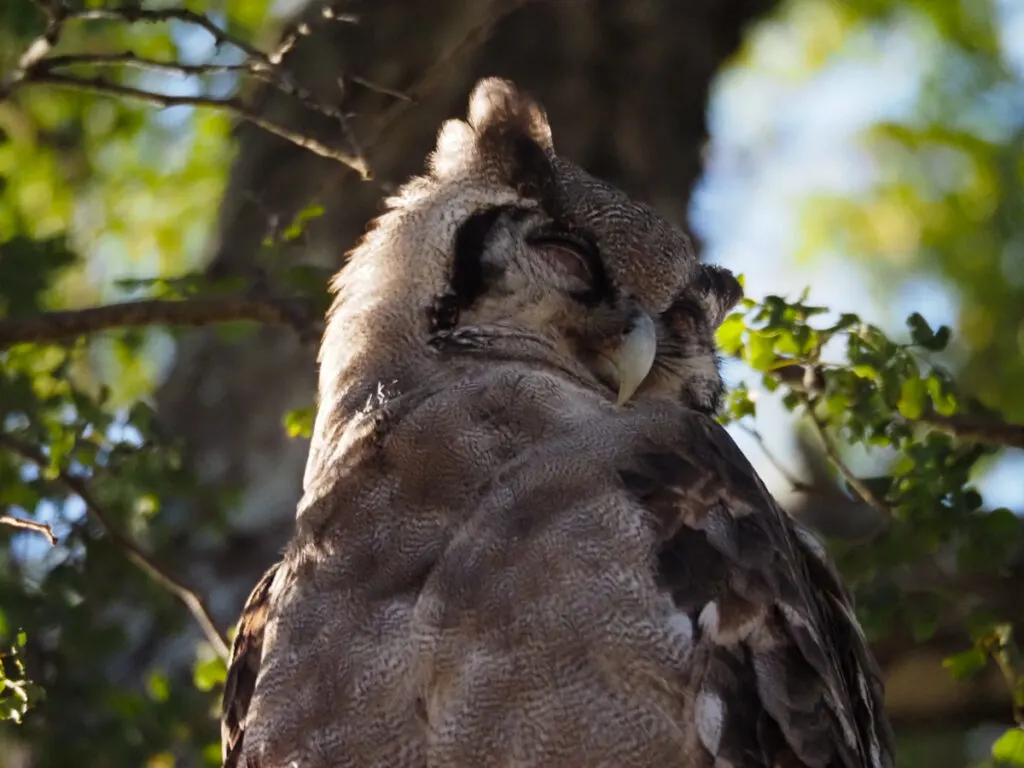 Owl in tree 2