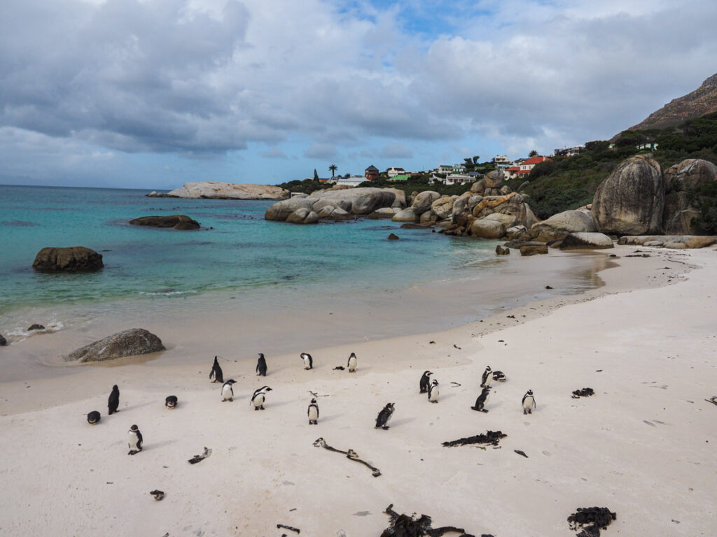 Penguins at Boulders Beach 4