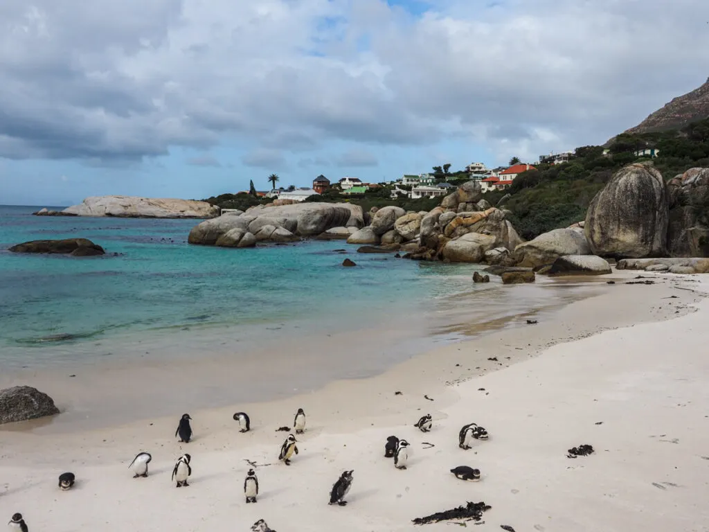 Penguins at Boulders Beach 5