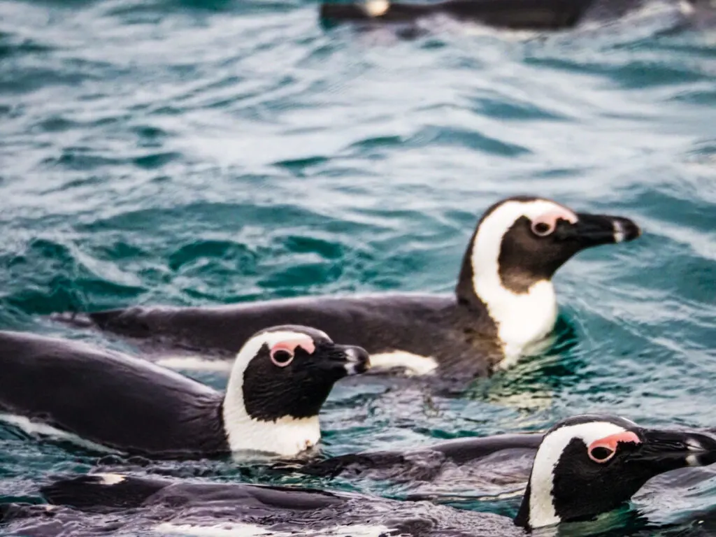 Penguins in the water