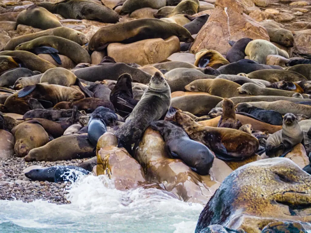 Seals on Dyer Island