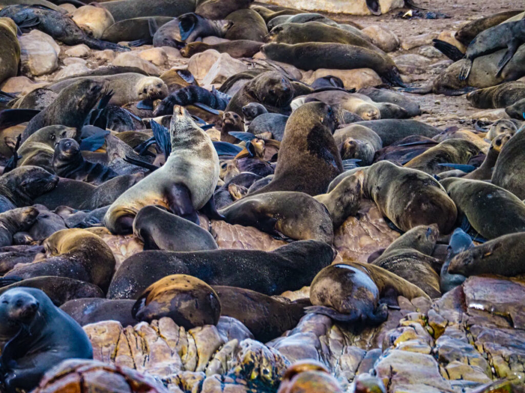 Seals on Dyer Island 2