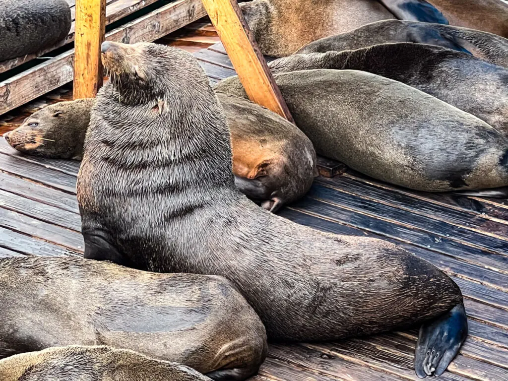 Seals on Seal platform in Cape Town