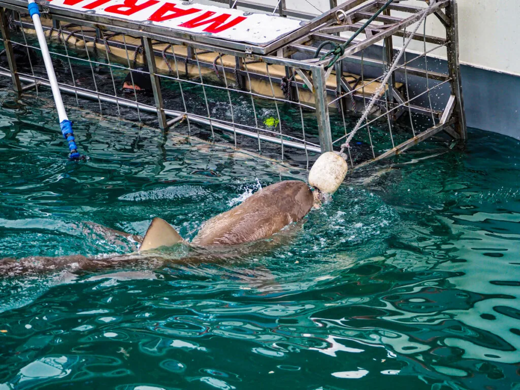 Shark Cage Diving 2