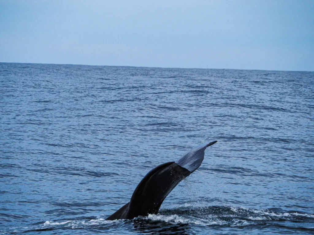 Southern right whale tail