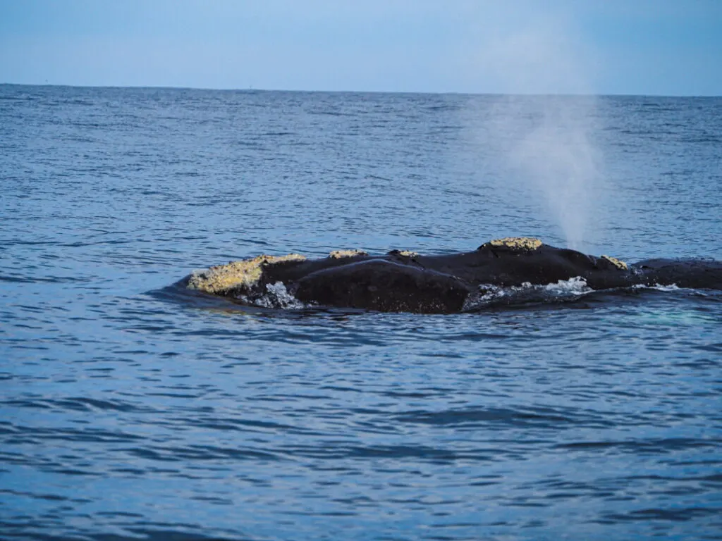 Southern right whales