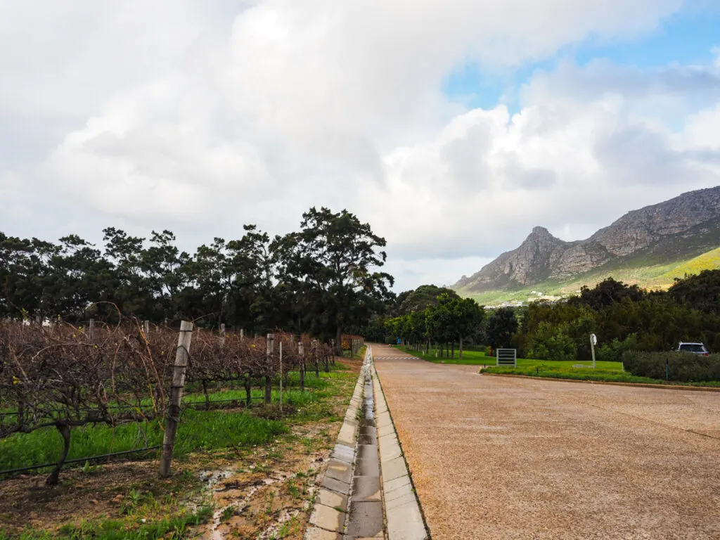 Steenberg Vineyards