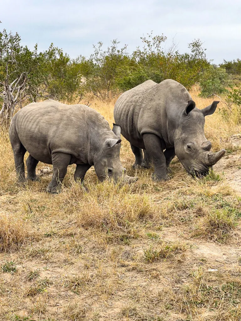 Two rhinos eating grass