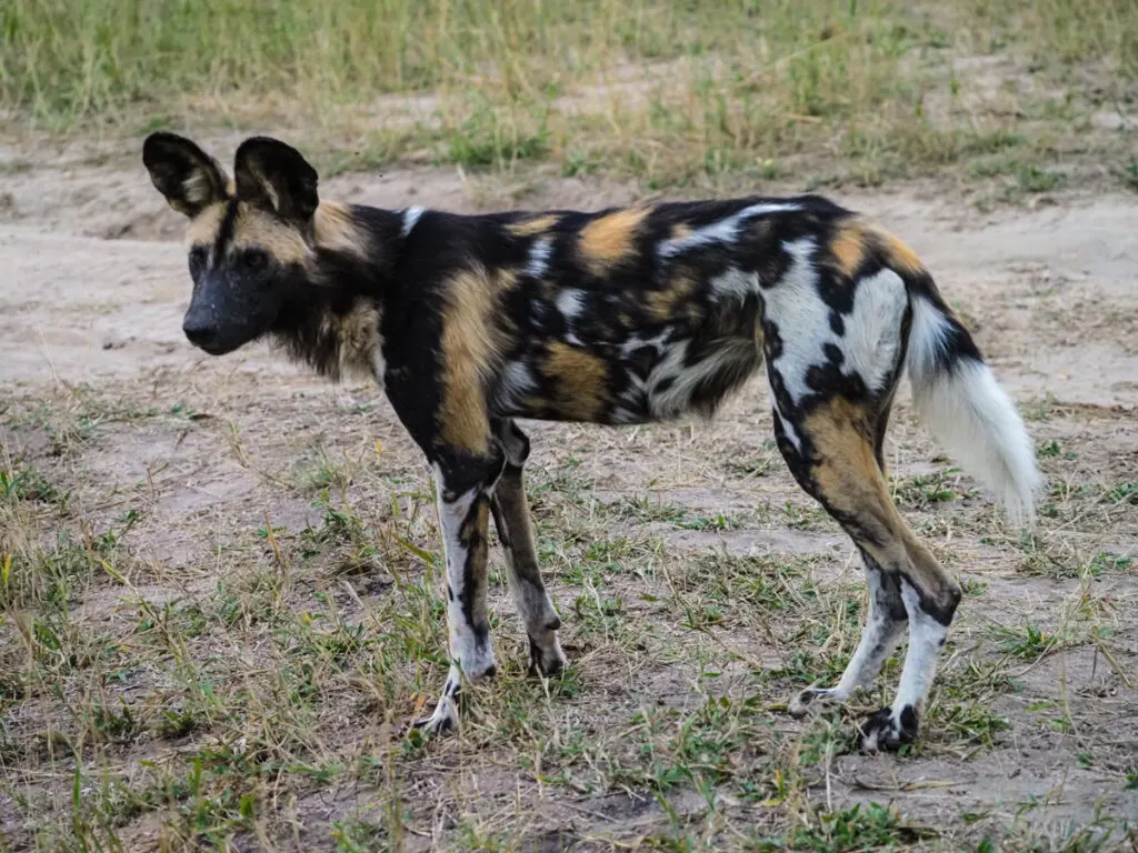 Wild dog standing up