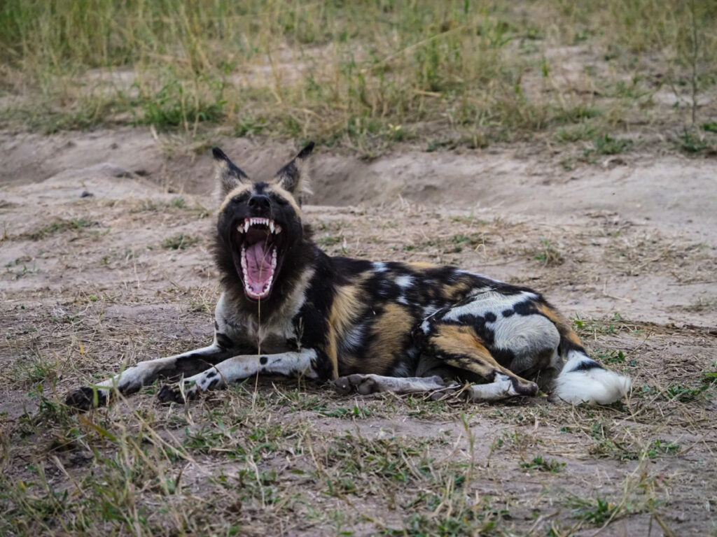 Wild dog yawning