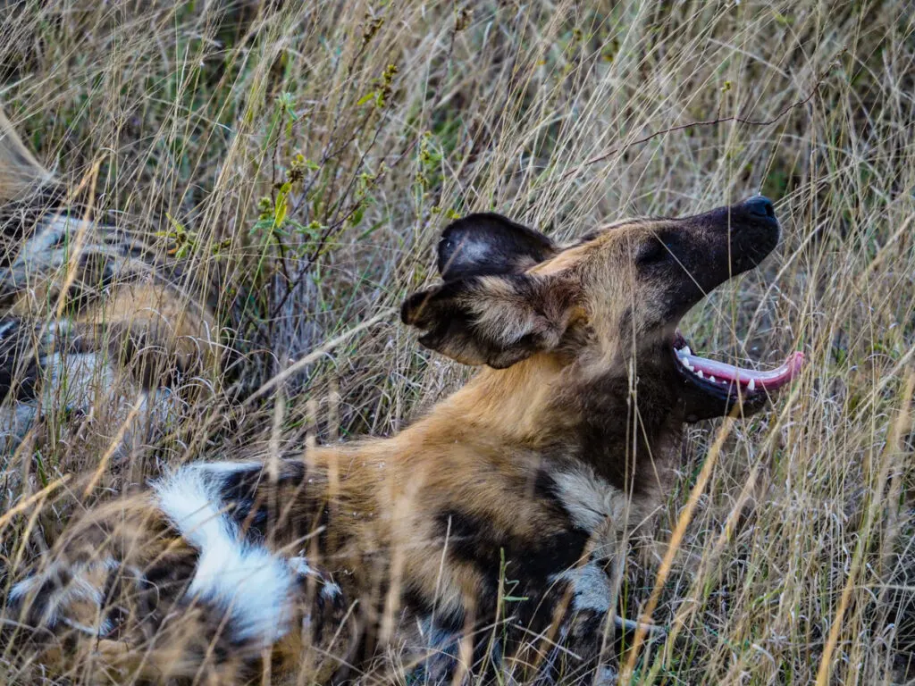 Wild dog yawning 2