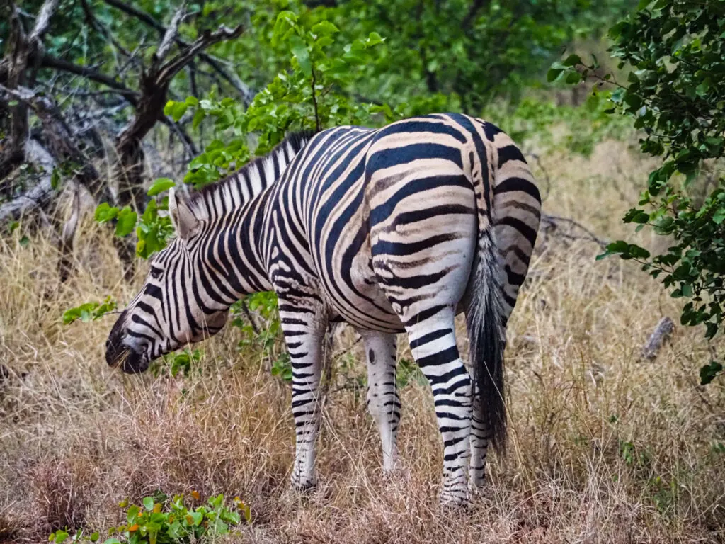 Zebra eating