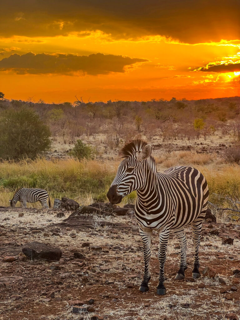 Zebra with sunset in the background