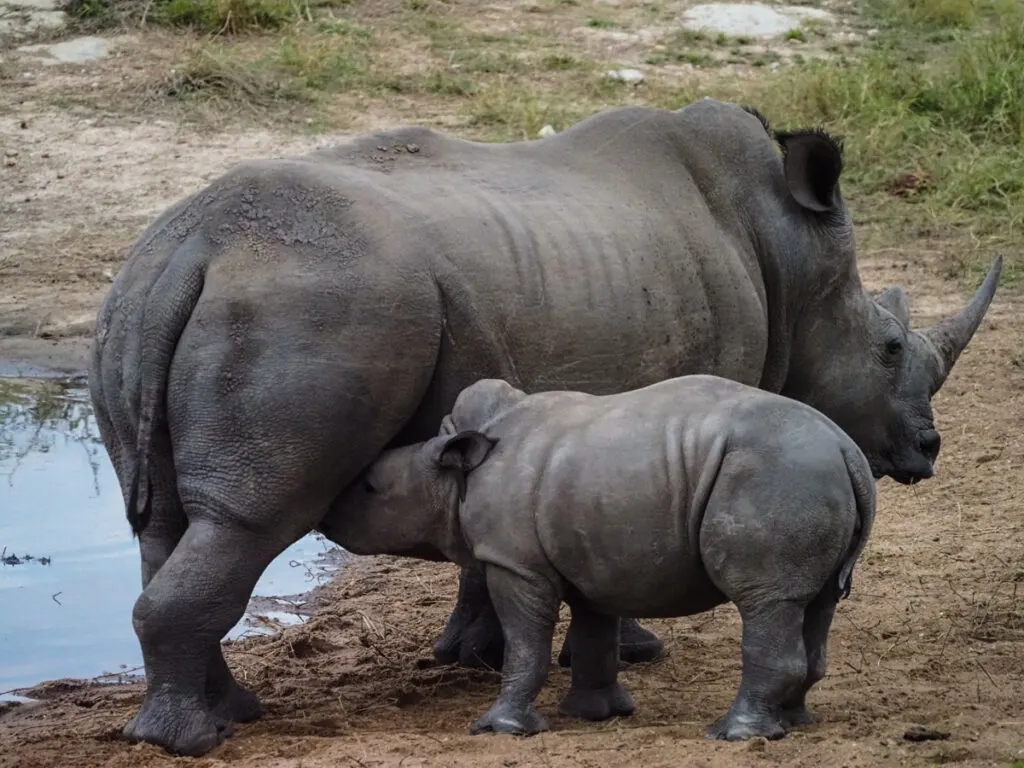 baby rhino nursing from his mother
