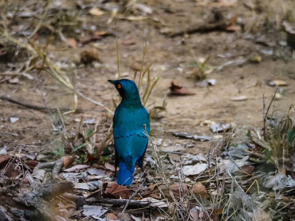 blue bird on safari