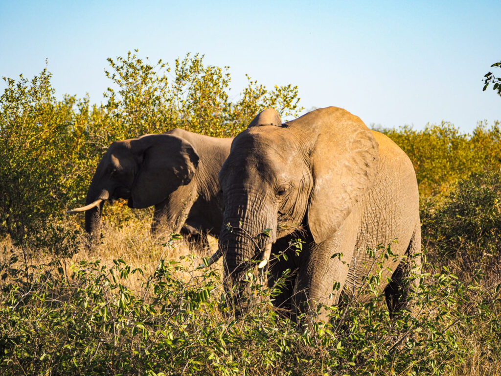 elephants on safari 3