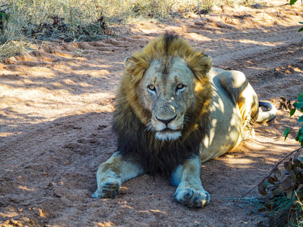 male lion 7