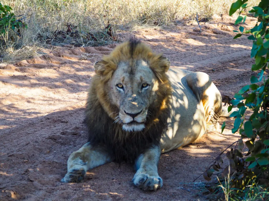 male lion 8