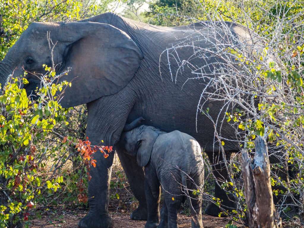mother elephant feeding baby elephant