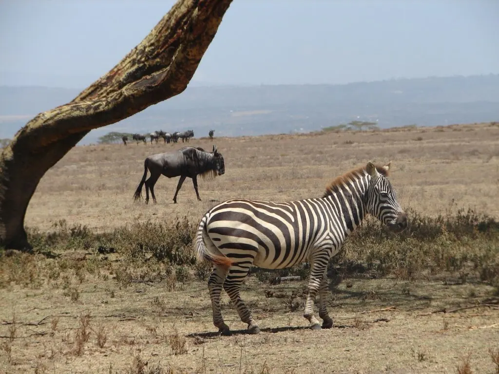 Animals on Crescent Island, Naivasha