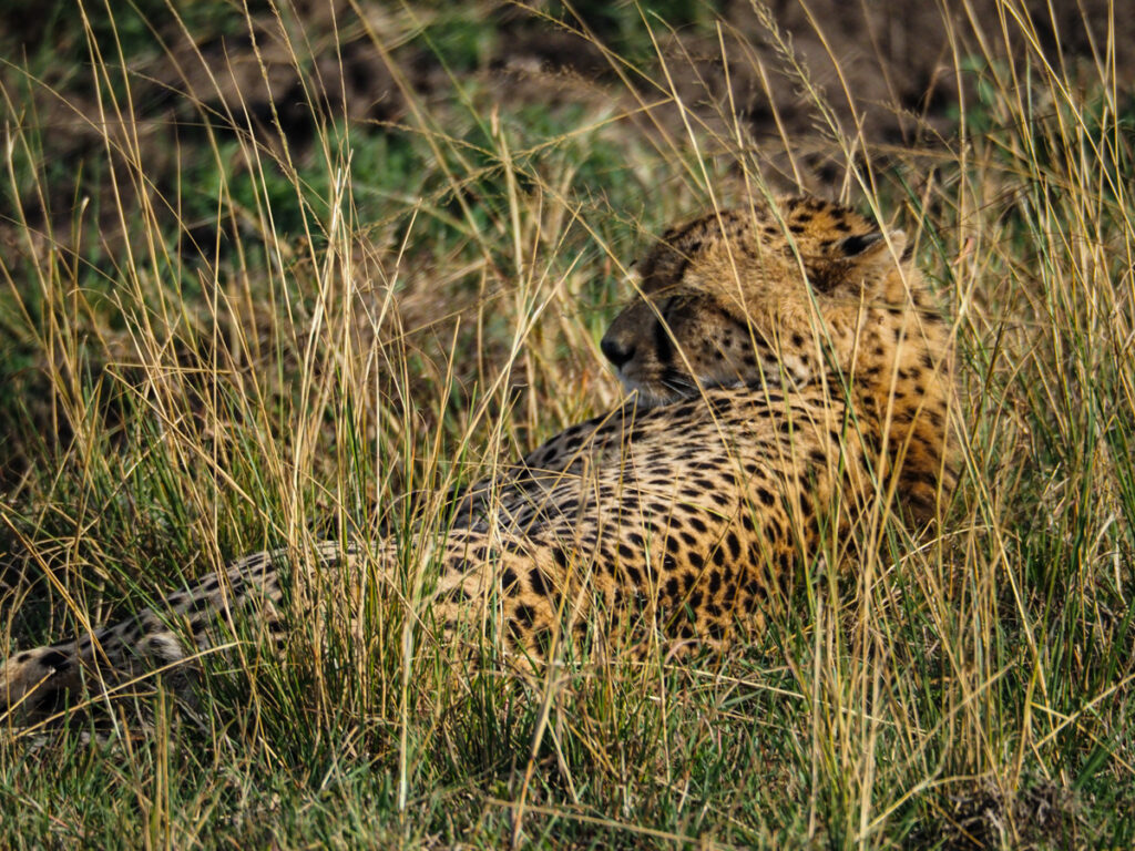 Cheetah laying down in the savannah in the Maasai Mara