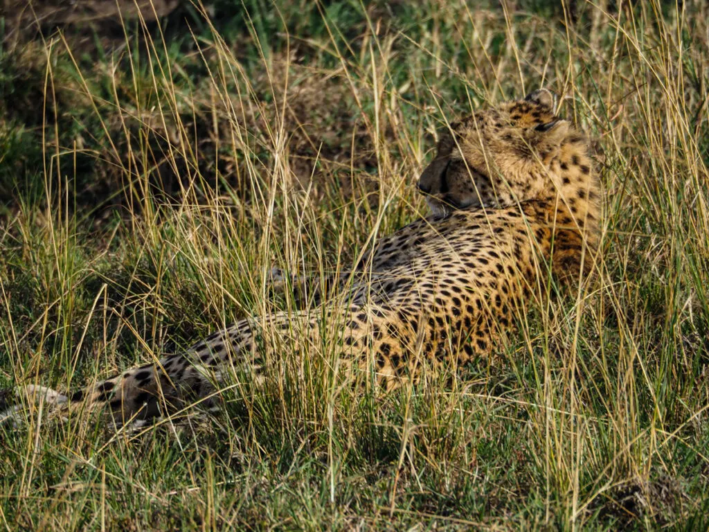 Cheetah lounging in the grass