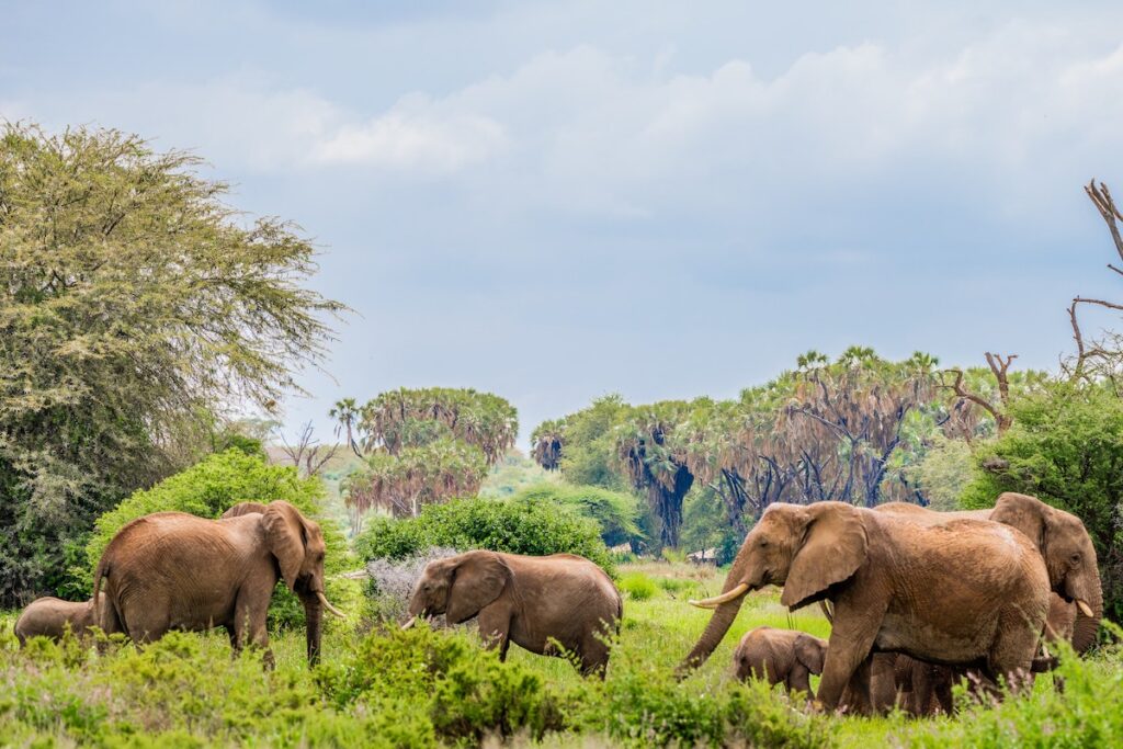 Elephants at Samburu National Reserve
