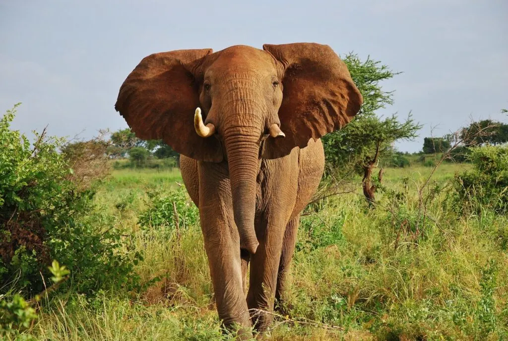 Elephant in Meru National Park