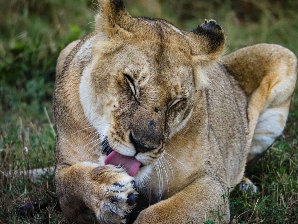 Female lion grooming herself