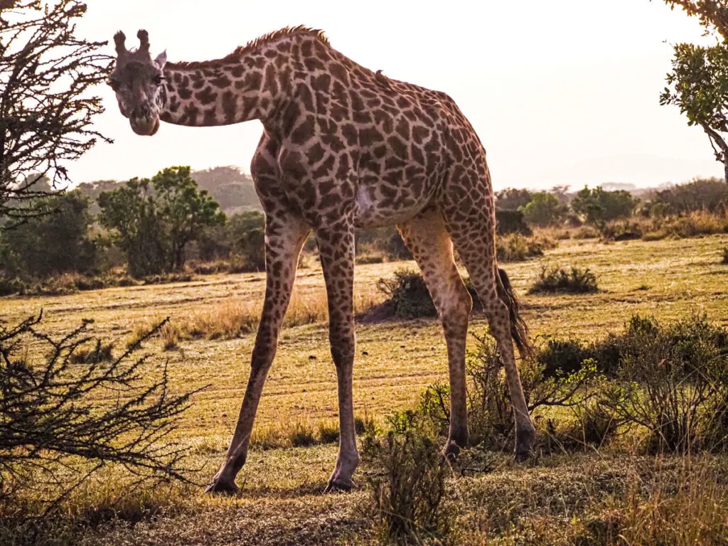 Giraffe foraging for food | Kenya Honeymoon