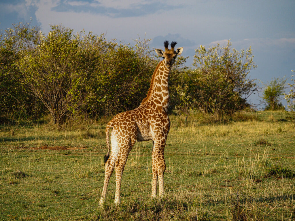 Giraffe in the Maasai Mara