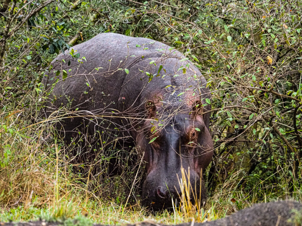 Hippo in the bush