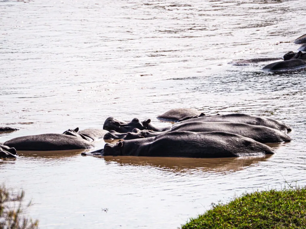 Hippos in water in the Maasai Mara